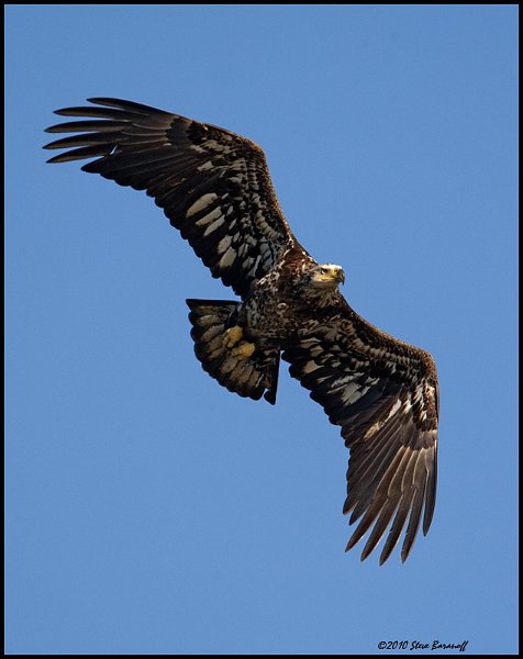 _0SB0701 immature american bald eagle.jpg